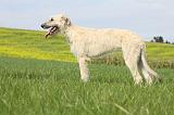 IRISH WOLFHOUND 199